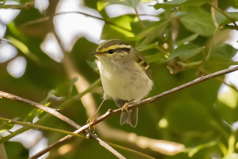 pallas_boszanger, palls warbler, Phylloscopus proregulus