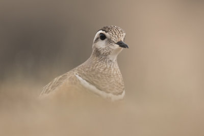 morinelplevier, eurasian dotterel, charadrius morinellis