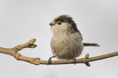 staartmees -  Long-tailed Tit - Aegithalos caudatus,