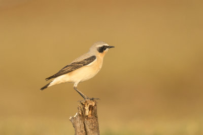 tapuit -  Northern Wheatear - Oenanthe oenanthe,