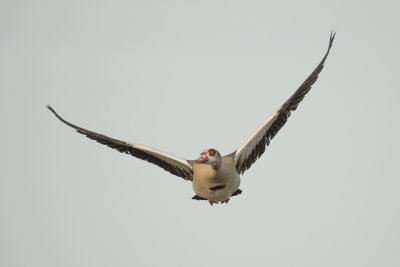 nijlgans -  Egyptian Goose - Alopochen aegyptiacus,