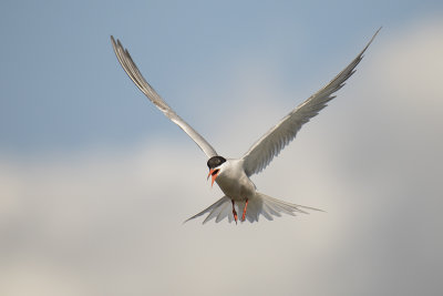 visdief - , Common Tern - Sterna hirundo