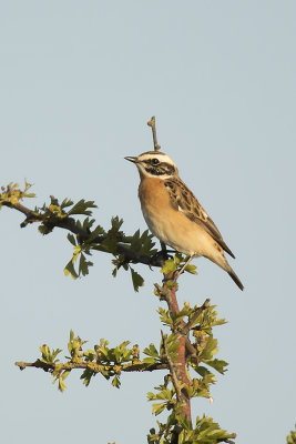 paapje -  Whinchat - Saxicola rubetra