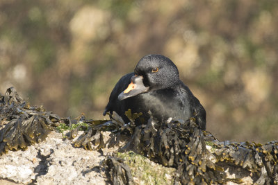 zwarte zee eend, common scoter - melanitta Nigra