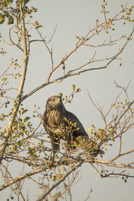 buizerd - Common Buzzard - Buteo Buteo