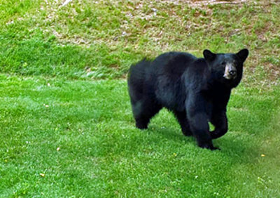 bear_in_yard_6_18_2019_14_45.jpg