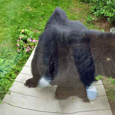 bear_licking_the_glass.jpg