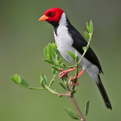 Yellow-billed Cardinal