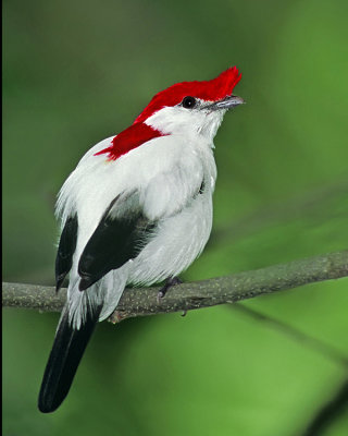 Araripe Manakin