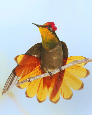 Ruby-topaz Hummingbird