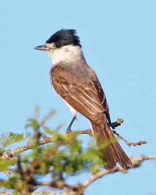 White-naped Xenopsaris