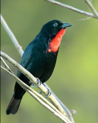 Scarlet-throated Tanager