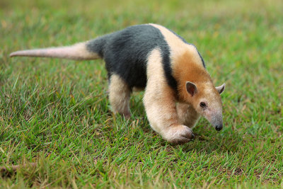 Collared Anteater