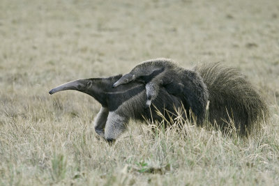 Giant Anteater