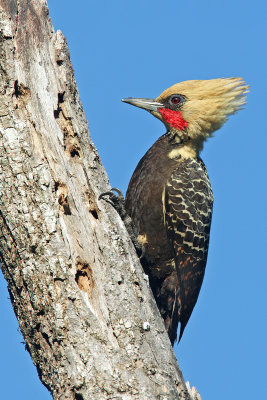 Pale-crested-Woodpecker
