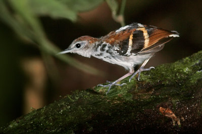 Banded Antbird