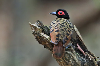 Black-spotted Bare-eye