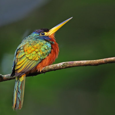 Blue-cheeked Jacamar