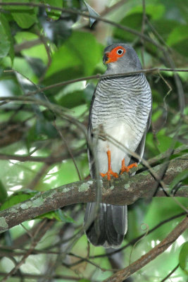 Cryptic-Forest Falcon