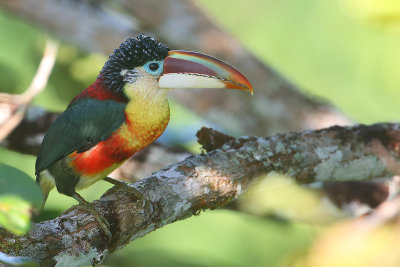 Curl-crested Aracari