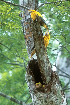 Golden Parakeet