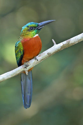 Great Jacamar