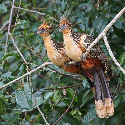 Hoatzin