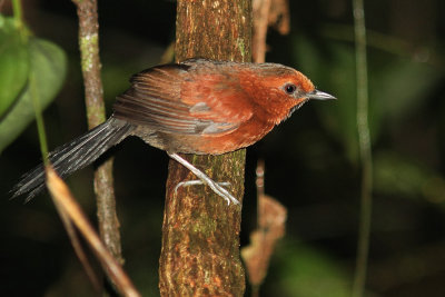 Ruddy Spinetail