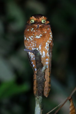 Rufous Potoo