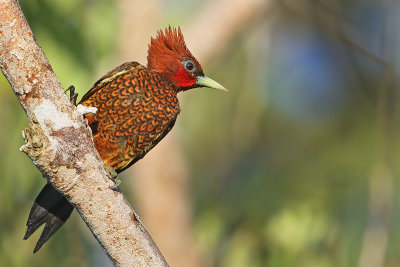 Scale-breasted Woodpecker