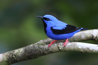 Short-billed Honeycreeper