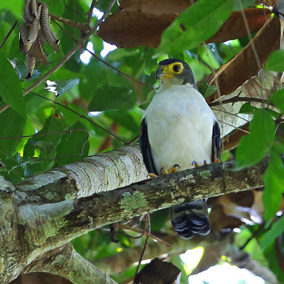 Slaty-backed Forest-Falcon