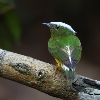Snow-capped Manakin