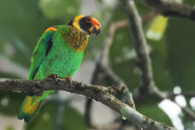 Vulturine Parrot