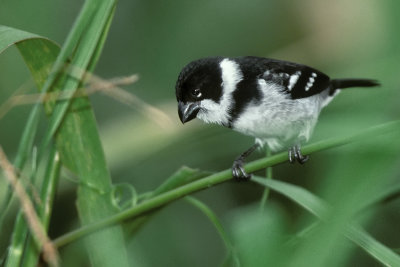 Amazonia National Park (Para State)