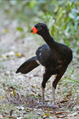 Red-billed Curassow