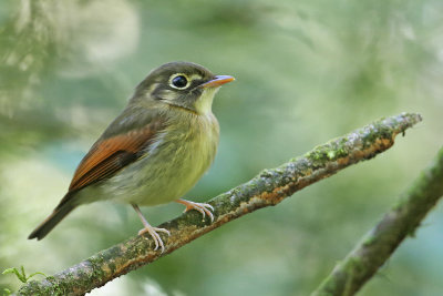 Russet-winged Spadebill