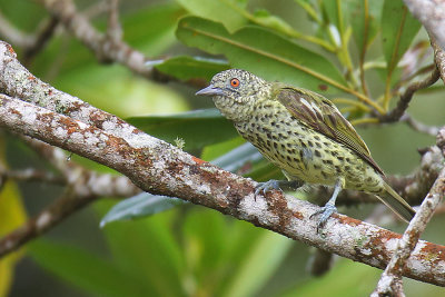Sharpbill