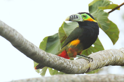 Spot-billed Toucanet