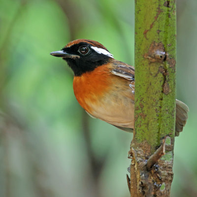 Chestnut-belted Gnateater