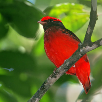 Guianan Red-Cotinga