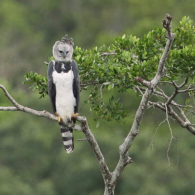 Harpy Eagle
