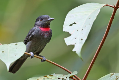 Pink-throated Becard