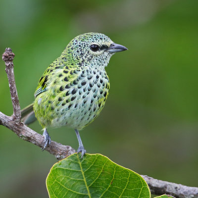 Spotted Tanager