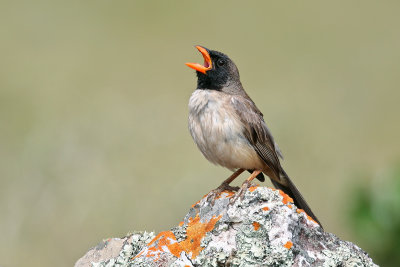 Black-throated Saltator