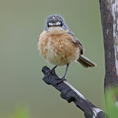 Gray-backed Tachuri