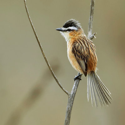 Sharp-tailed Tyrant
