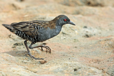 Dot-winged Crake