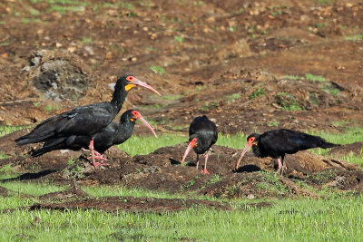 Sharp-tailed Ibis