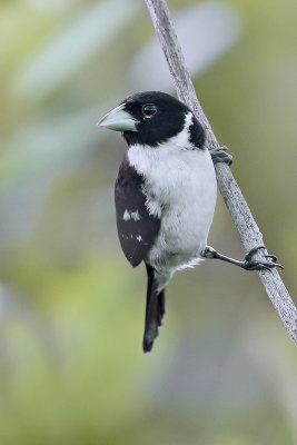 White-naped Seedeater